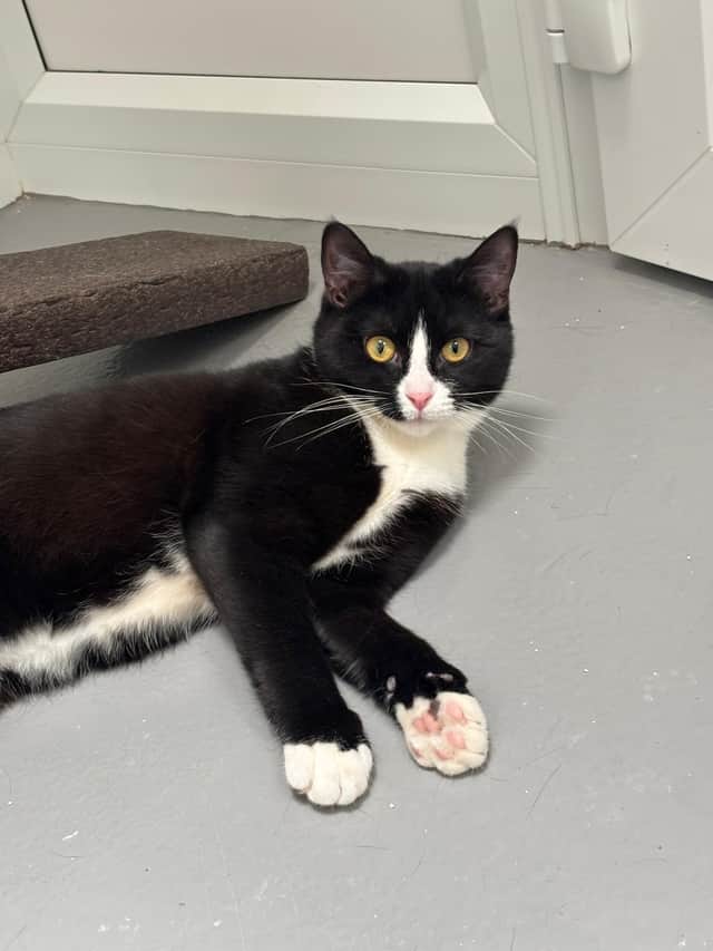 Can you give Kaya a home?