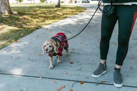 Oldham Council has not fined any dog owners who have failed to pick up after their pet