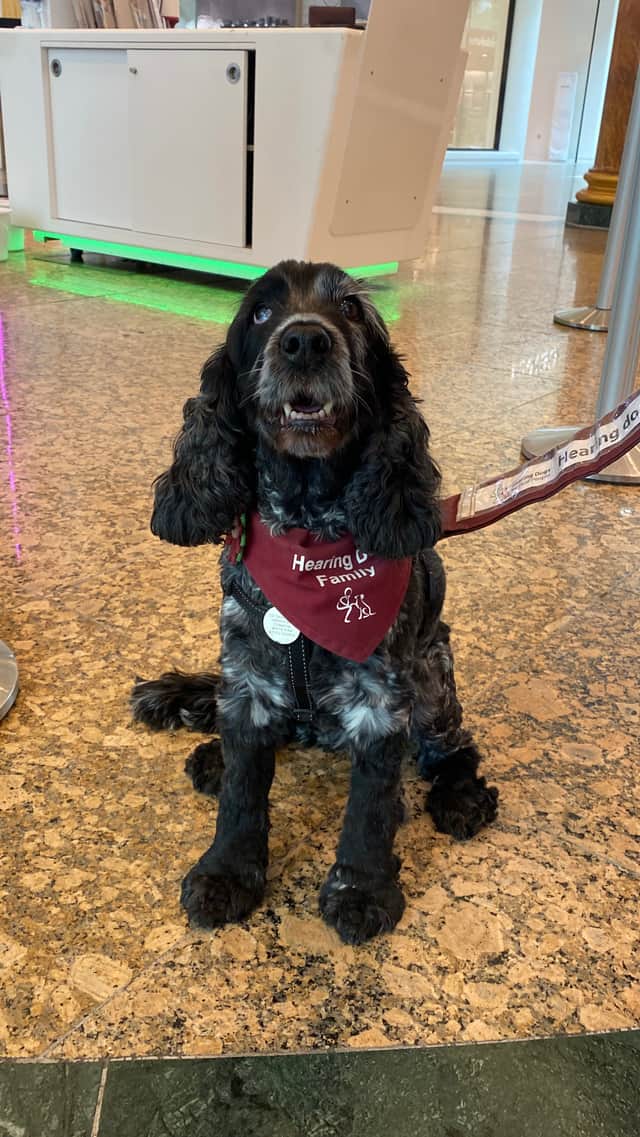 Hearing dog