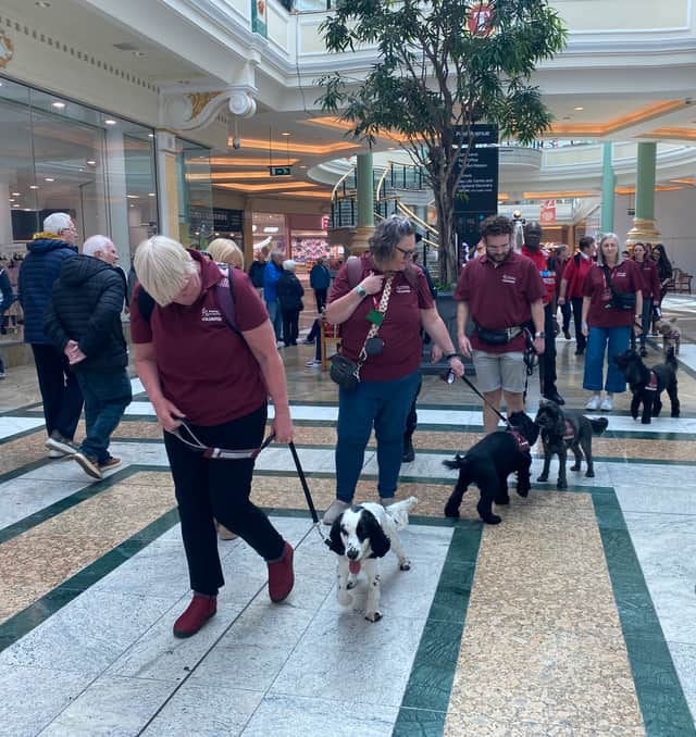 Hearing Dogs for Deaf People puppy parade at the Trafford Centre