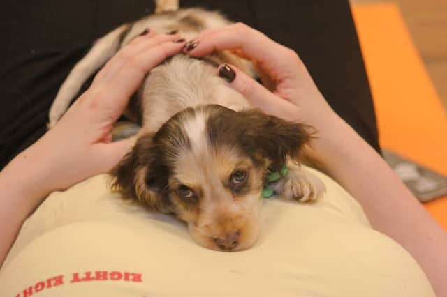 Puppy Pilates is coming to Manchester 