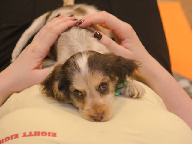 Puppy Pilates is coming to Manchester 