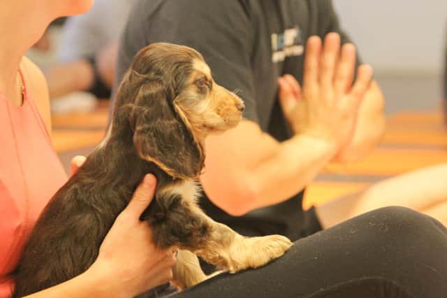 Puppy Pilates is coming to Manchester