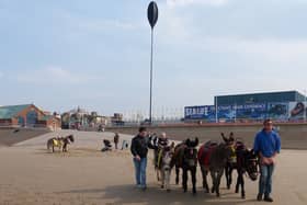 Donkeys seen on Blackpool beach are looked after at Latham House Farm at Kitt Green, Wigan, during the winter months