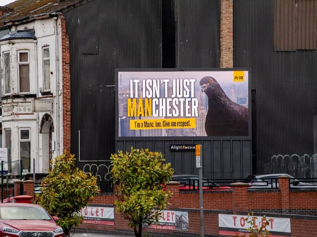 PETA pigeon billboard in Manchester