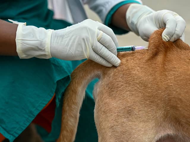 Should you be worried about rabies when on holiday?

