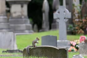 A squirrel in Royton Cemetery, where a local family says there is an infestation
