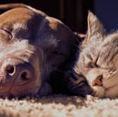 PetSaver memberships are designed to help owners save money on repeat pet essentials including food, supplements and everyday care products