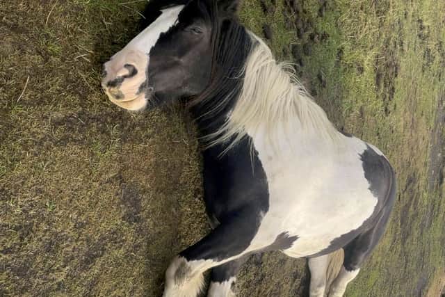 Frank the horse after collapsing.