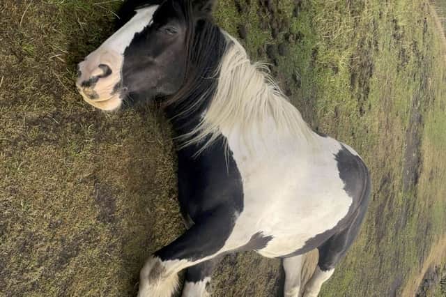 Frank the horse after collapsing.