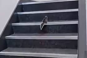 Posting a video of a grey squirrel running up the steps, a spokesperson for Trafford Police GMP joked that there was no “reasonable explanation” for it being on the premises.