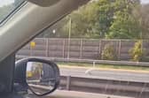 Shocked motorists are currently doing a double take as a swan strutting down the M6 has shut three lanes. 