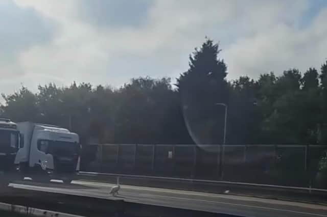 Traffic has stopped for the swan
