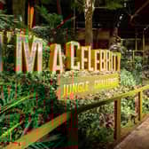 I’m a Celebrity... Jungle Challenge 