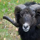 A ram caused M61 delays 