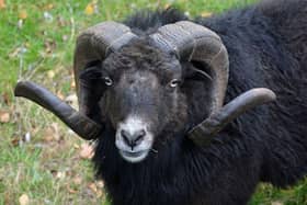A ram caused M61 delays 