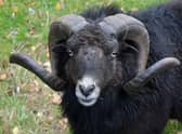 A ram caused M61 delays 