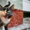 Only feisty felines need apply! Animal News Agency
