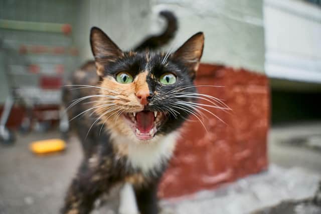 Only feisty felines need apply! Animal News Agency