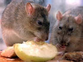 Rats nibble on discarded food in central London  as The Keep Britain Tidy Campaign announced that the UK rat population had increased by 24% to 60 million, due mainly to the rise in fast food litter.   *  The group is launching a campaign to encourage those using takeaways, food halls and concession stands to bin unwanted food rather than dump it on the streets. 