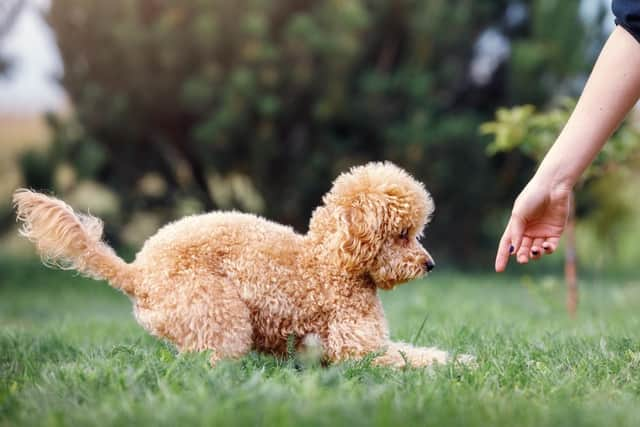 Training a new puppy is important (photo: Adobe)