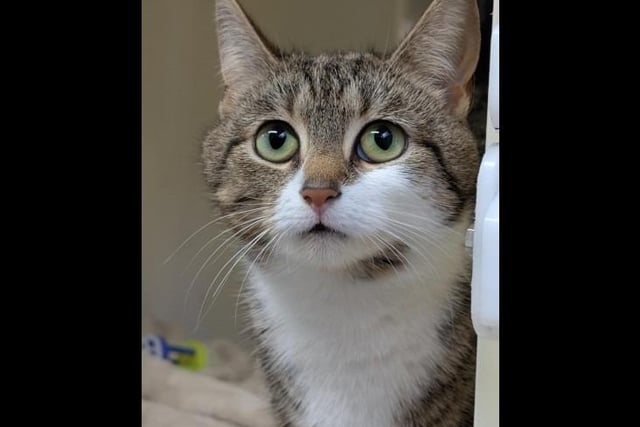 Clawdia is a curious girl who is generally relaxed but has shown that she values her independence and appreciates her own space! She loves human interaction and company but on her own terms. Clawdia is looking for a home with children 11+ at the moment, who are able to respect her space when she wants some. She is looking for a home with no other pets as she does like her own space from other cats and animals.