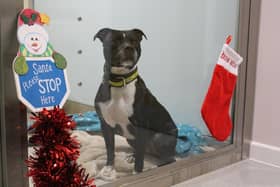 Every penny raised at the Dogs Trust Manchester Christmas Fair will make sure all the dogs have everything they need, and a special Christmas