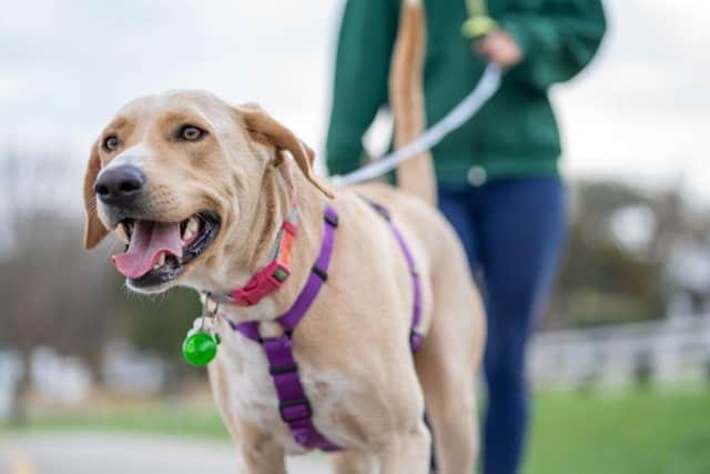 Pups in Liverpool are ready for some walkies this bank holiday: