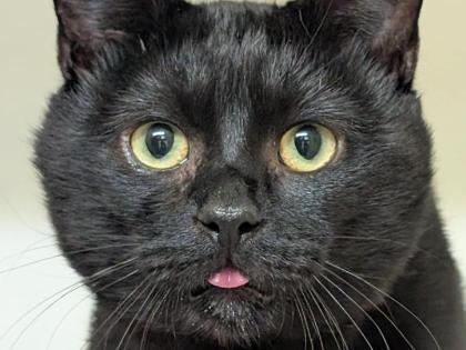 Meet Steve. He is still quite the shy guy and is yet to show his full personality at the centre, but he is very calm and reserved despite his shyness. He will benefit most from a home with children aged 14+, this is so the home environment is as peaceful as possible and no other pets.