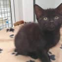 Bean is a delightful 8-week-old female kitten looking for her new home. She has already stolen everybody's hearts with her happy, bouncy personality and love of life! She is in needs a home where she can spend plenty of time with people, and she can't be left alone for longer than five hours while young. She could also live with a young cat (12 months or less) so she has somebody similar to play and curl up for a nap with. She could live with cat-savvy children primary school age and above.