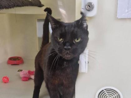 Luna is a three-year-old black domestic short hair. Luna likes to spend most of her time in her outside area on her cat tower, when she has visitors she will come out for licki-lix treats and enjoys the company of staff and volunteers! She is looking for a home with no other pets, and could live with children aged 5+.