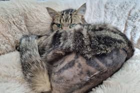 Grumpy recuperating at home