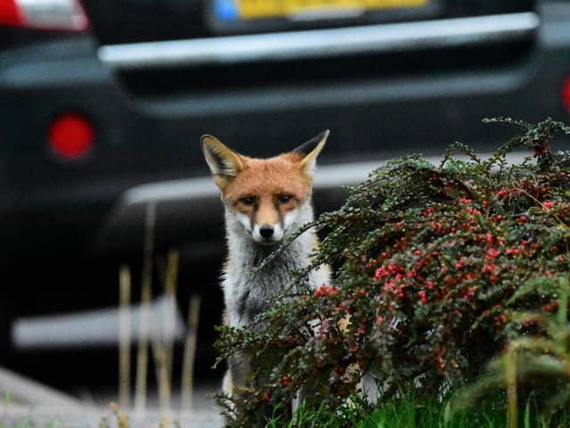 Foxes are also one of the mammals PTES is asking volunteers to look out for this spring.