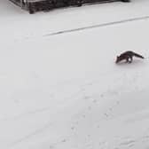 Foxes were caught on video enjoying the snow in Wigan.