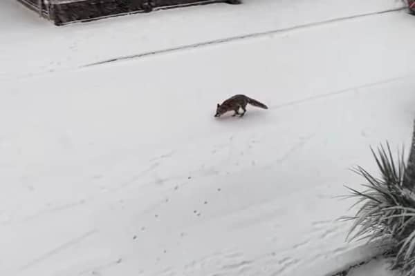 Foxes were caught on video enjoying the snow in Wigan.