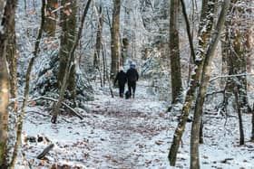 A couple walking in a snowy forest with a dog.