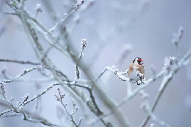 BG - A Goldfinch in a winter setting