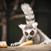 File photo dated 17/06/22 of a ring-tailed lemur cools down by eating specially prepared animal friendly 'ice lollypops' at the Yorkshire Wildlife Park in Doncaster. There are more than 2,700 privately owned animals from wild breeds considered dangerous across Great Britain, new figures show. Wildlife charity the Born Free Foundation said an overhaul of current legislation on the keeping of animals categorised as dangerous is a "matter of urgency". Issue date: Thursday February 22, 2024.