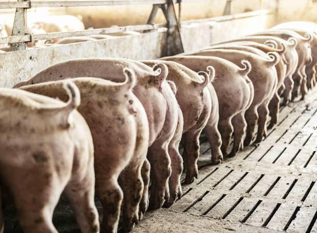 These pigs like to dance to music! (photo: iStock)