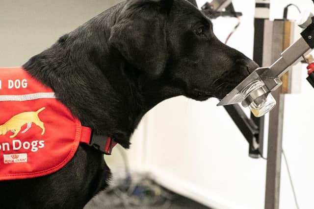 Rosie, in the charity's training room