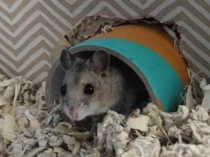 Hammy Styles is a super cute nine-month-old Chinese dwarf hamster. He is very much a typical hammy – he is nocturnal, and we only tend to see him early in the morning, or as we are feeding in the evenings. He will need to live in a spacious enclosure (100cm x 50cm plus), with a deep layer of various kinds of substrate for burrow in, with plenty of enrichment items including tunnels, boxes, branches, sprays, a sand bath, and an exercise wheel.
