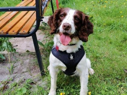 Say hello to energetic young Springer Spaniel Captain. He is a clever boy and very keen to learn. He always gives you his full attention while out and he walks nicely on lead. Despite having mild hip dysplasia, he has mastered our agility course and loves to show off his skills, in exchange for a treat or two! He could live with children of secondary school age and no pets.