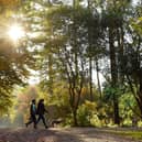 Delamere Forest in Cheshire