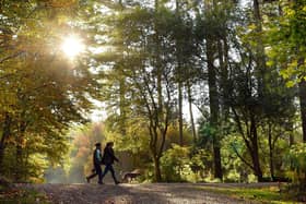 Delamere Forest in Cheshire