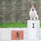 Ever wondered if your favourite breed is as popular with others? Now you can find out with data ManchesterWorld has obtained from the Kennel Club.