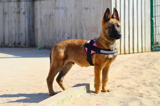 Visitors will be able to find out more about the work of the centre and the dogs needing new homes