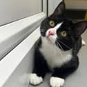 Kaya is a playful and purry 10-month-old girl who came into RSPCA care from a property with many cats living in poor conditions.  She is still very much a bundle of kitten energy, who much entertainment to be had in chasing all her toys around! One endearing thing she does is bat a toy across her pen floor, then behave in a very surprised manner that it has the audacity to move!Due to her energy levels we think Kaya would be best suited to a home where any children are cat-savvy and primary school aged and above and no other pets.