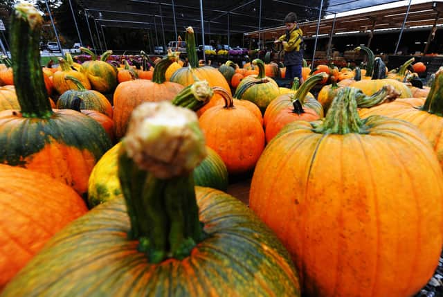 Here are five pumpkin patches within an hour of Sheffield where you can go pumpkin picking this autumn and Halloween. Photo by JEWEL SAMAD/AFP via Getty Images.