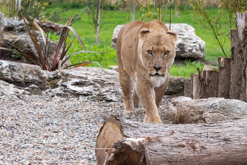 A new CCTV surveillance system will allow keepers and conservationists to monitor and research the behaviour and lifestyles of the cats as they go about their daily activities.