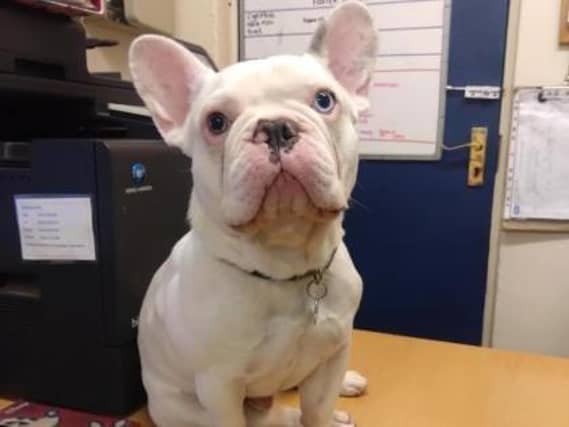 Meet Blanco - a gorgeous two-year-old French Bulldog.He enjoys his food, nice walks, playing with toys, and most of all he loves a really good fuss. He could live with children of secondary school age and no other pets.